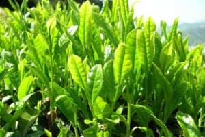 Catechin trong trà xanh